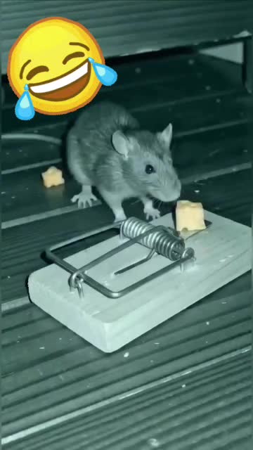 @Saarlands_Puppenspieler_Mit❤️