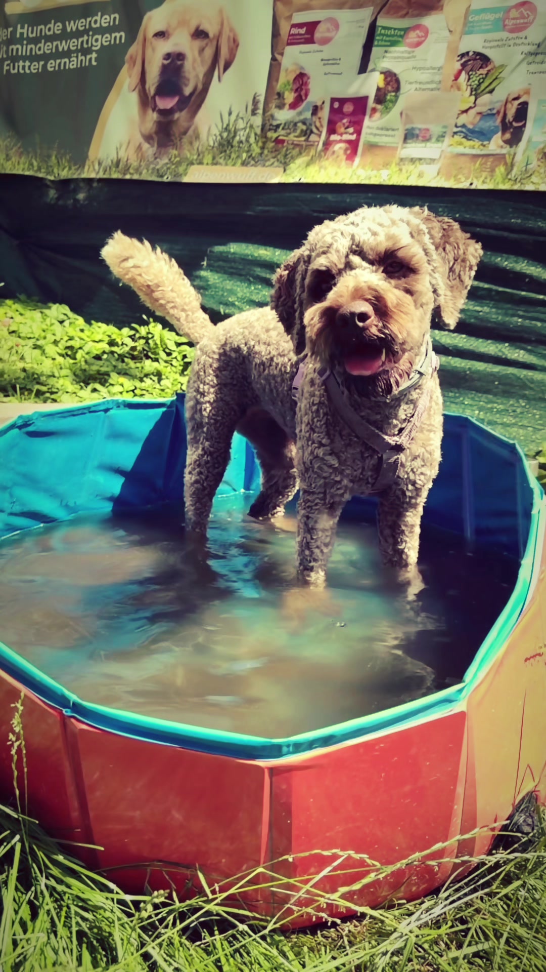 @Olesia &bull; Hundezentrum Lapki