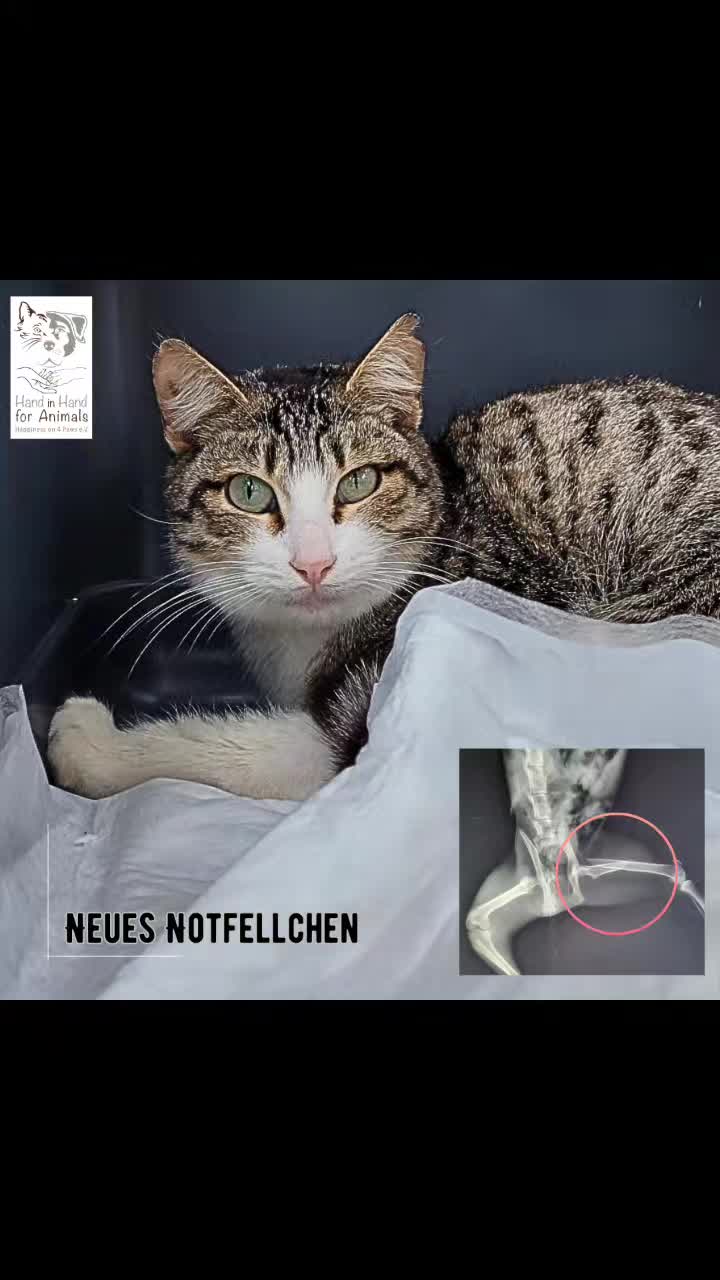 @🐱Hand_in_hand_for_animals🐱