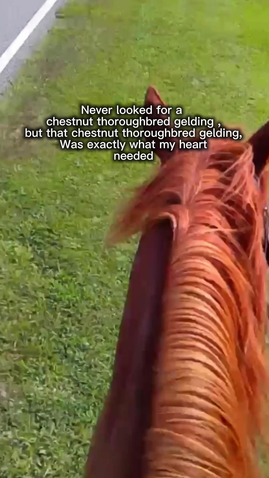 @Horselife