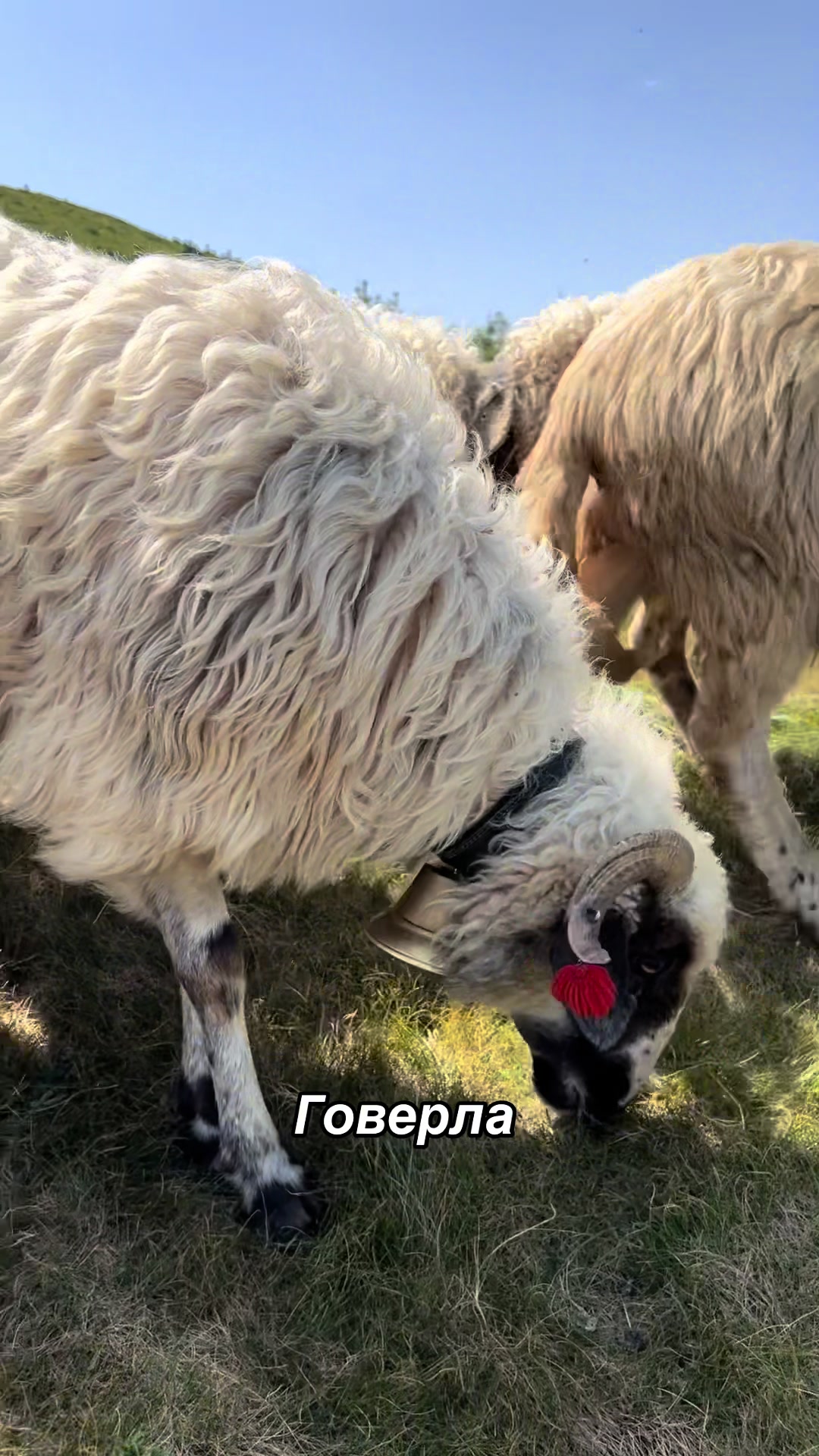 @Alexandra Bordash