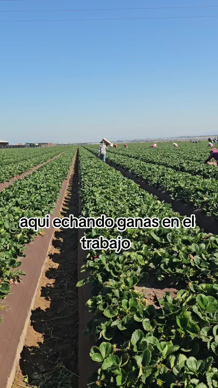 @🇲🇽🐦&zwj;⬛🪺VASQUEZ🚚🌪💎