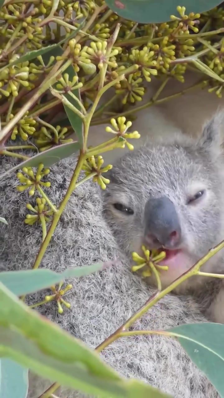 @Koala Conservation Australia