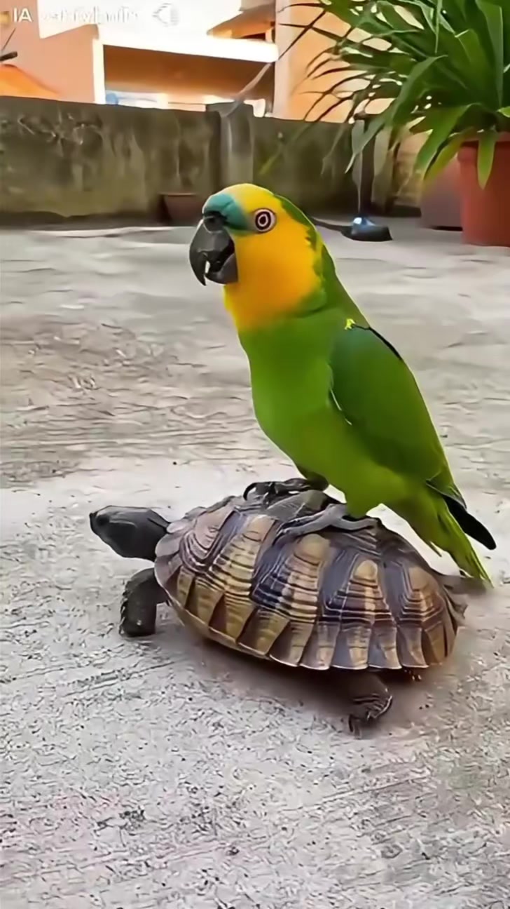 @محمد الياس علي🇸🇦
