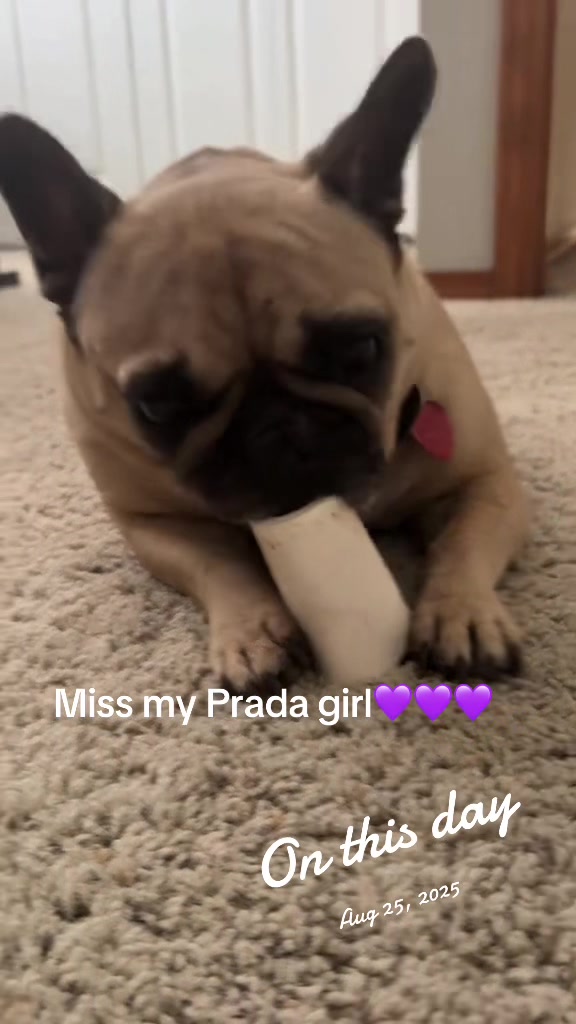 @Prada