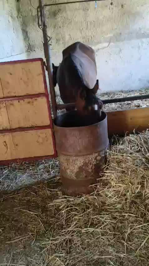 @scuderia vernagallo🐎 Palermo