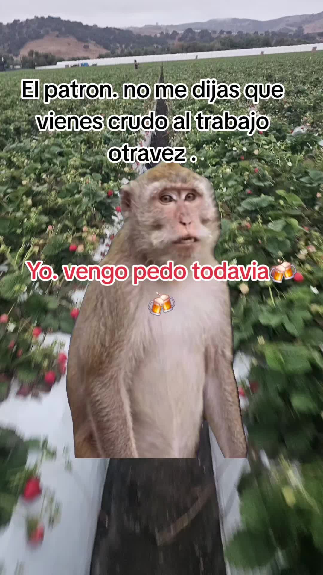 @🇲🇽🐦⬛🪺VASQUEZ🚚🌪💎