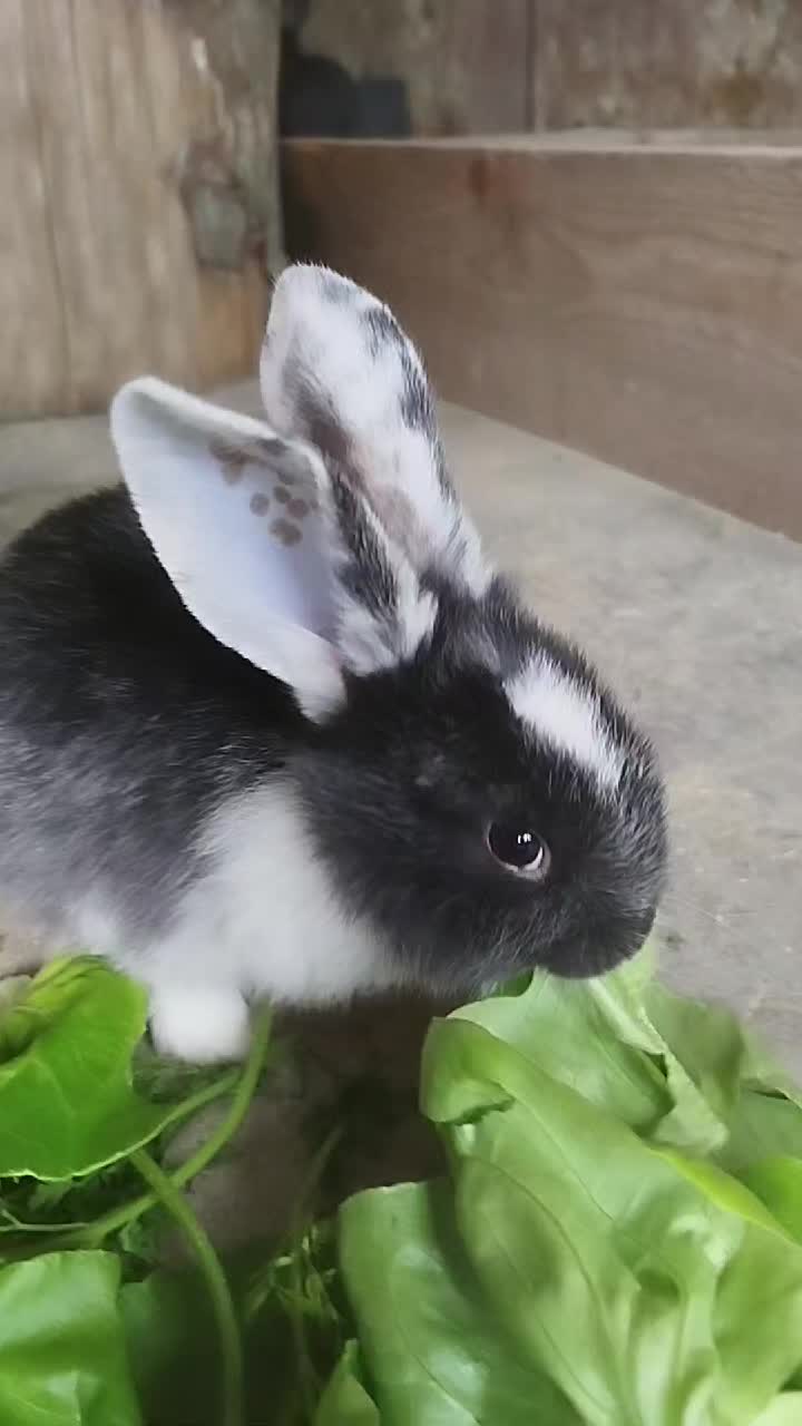 @ᚾᚨᛞᛁᚾᛖ