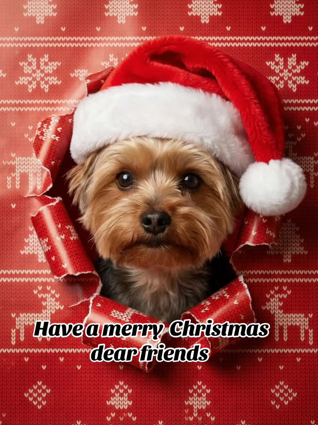 @Tinka the Yorkie
