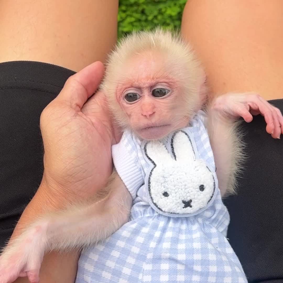 @Monkey TP