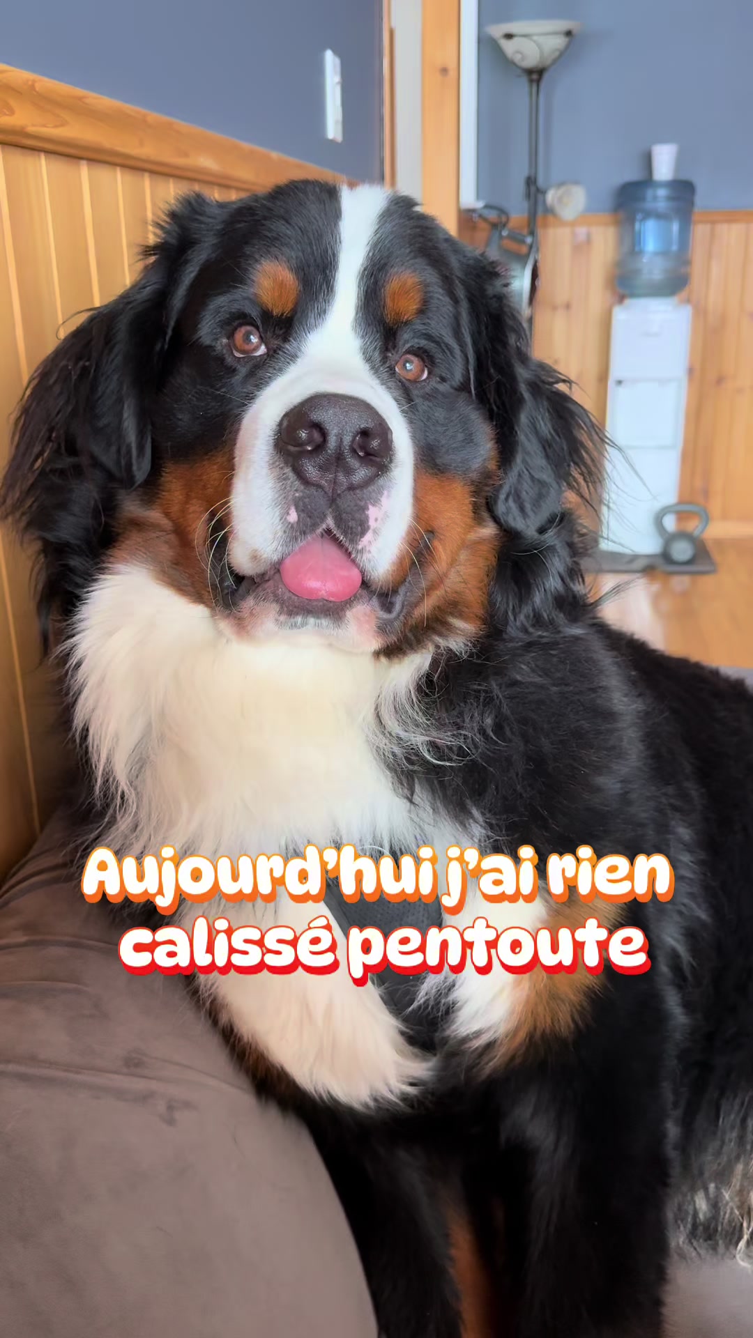 @Woody The Bernese