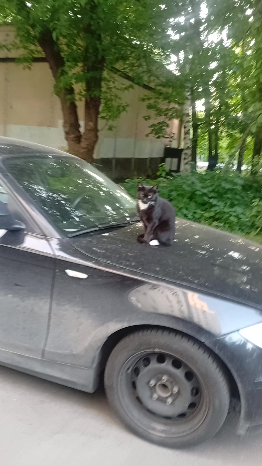 @антон азуевский