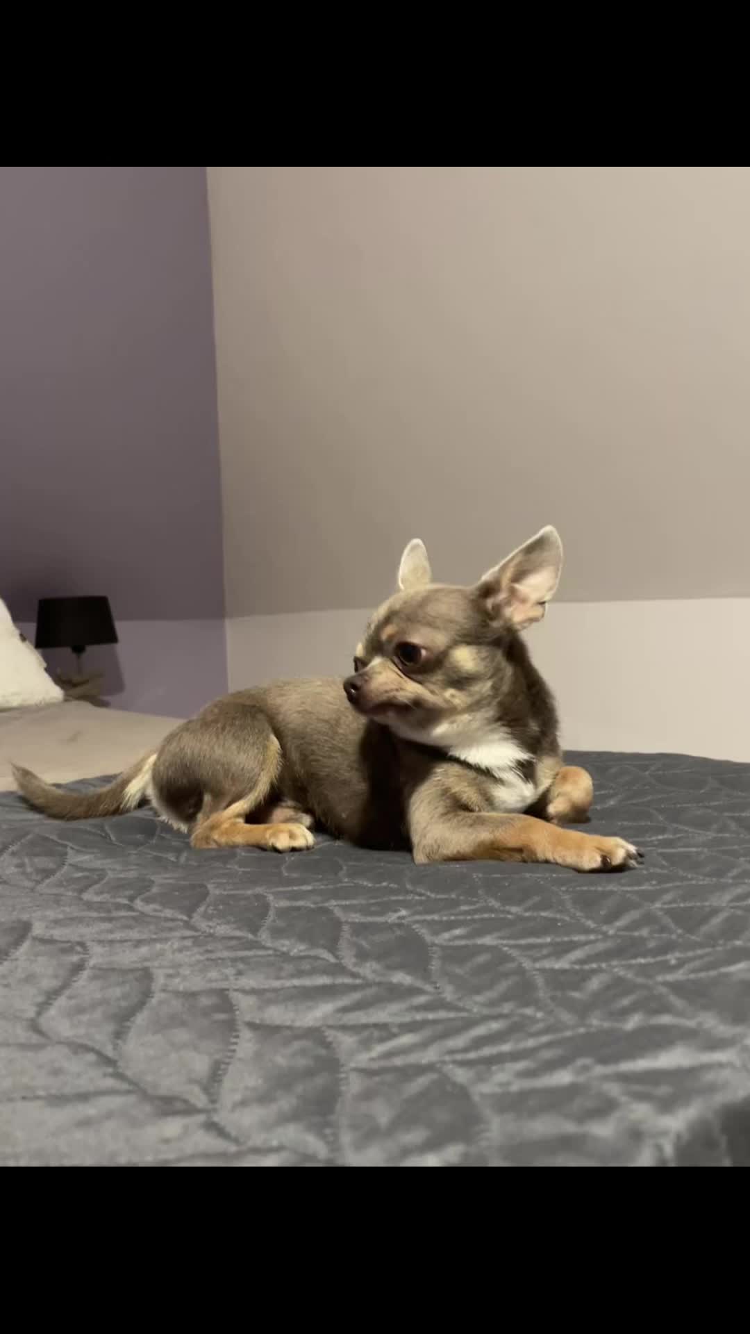 @Mr Roger Chihuahua