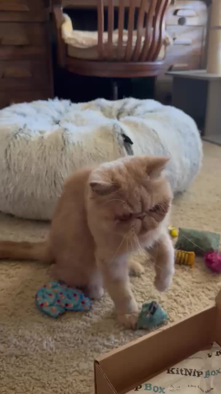 @South Texas Persian Rescue