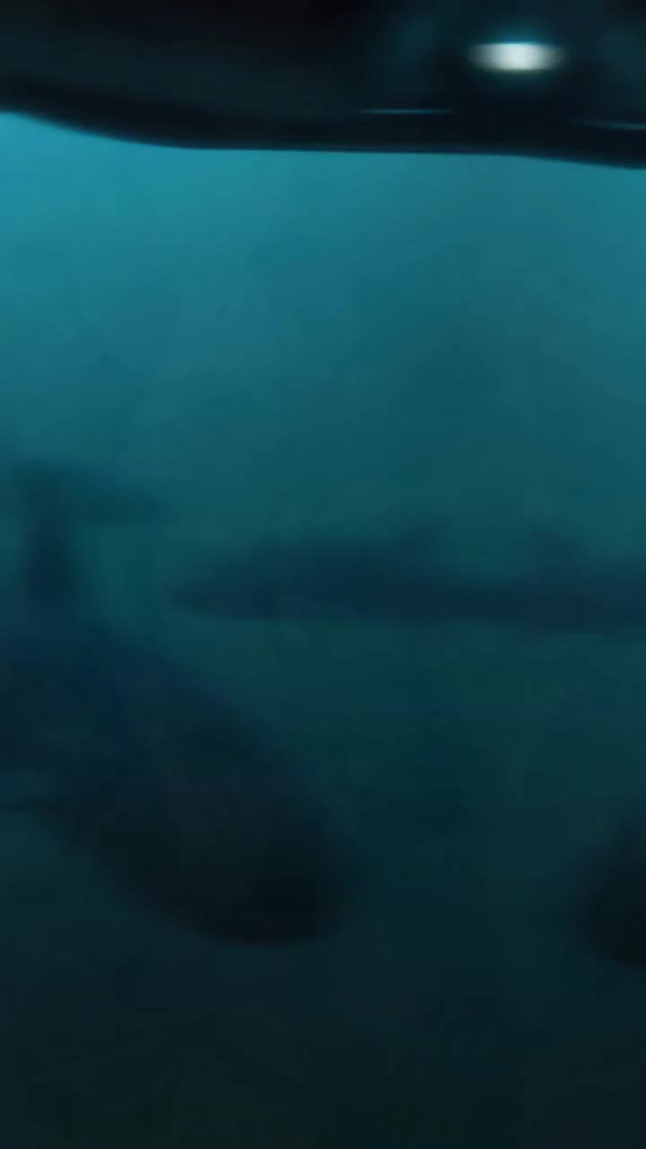 @sharkabcabc