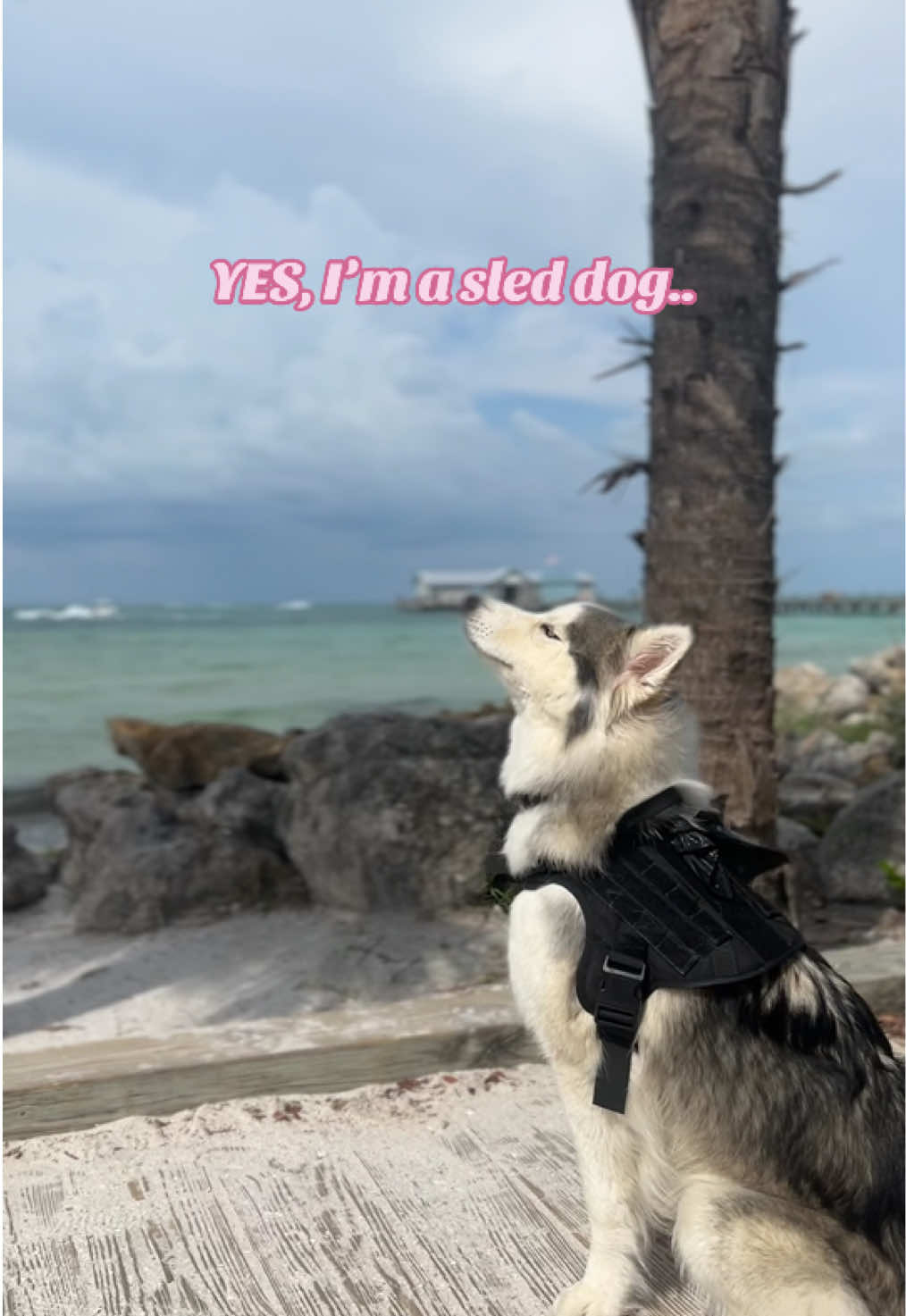 @Winnie & Wookie🐾