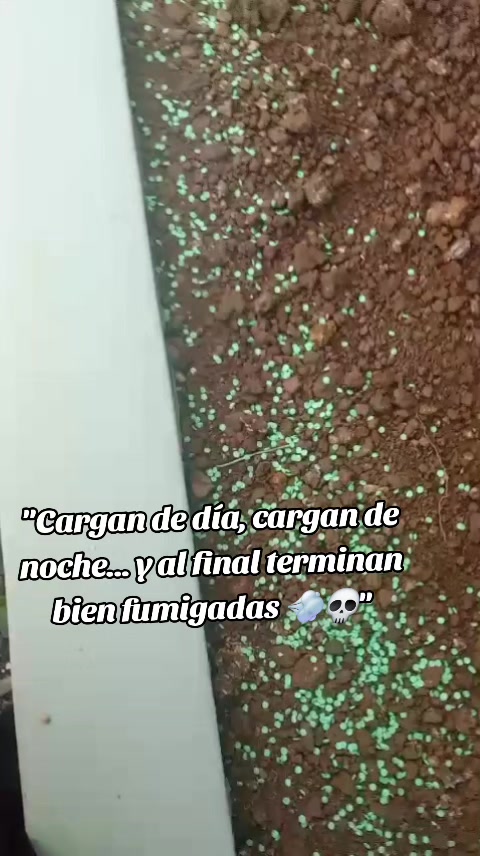 @Profe Gloria Camaño