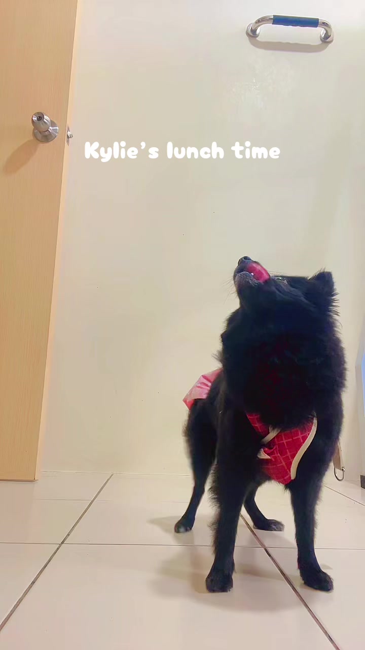 @The Fibibi Paws- Pet Sitting