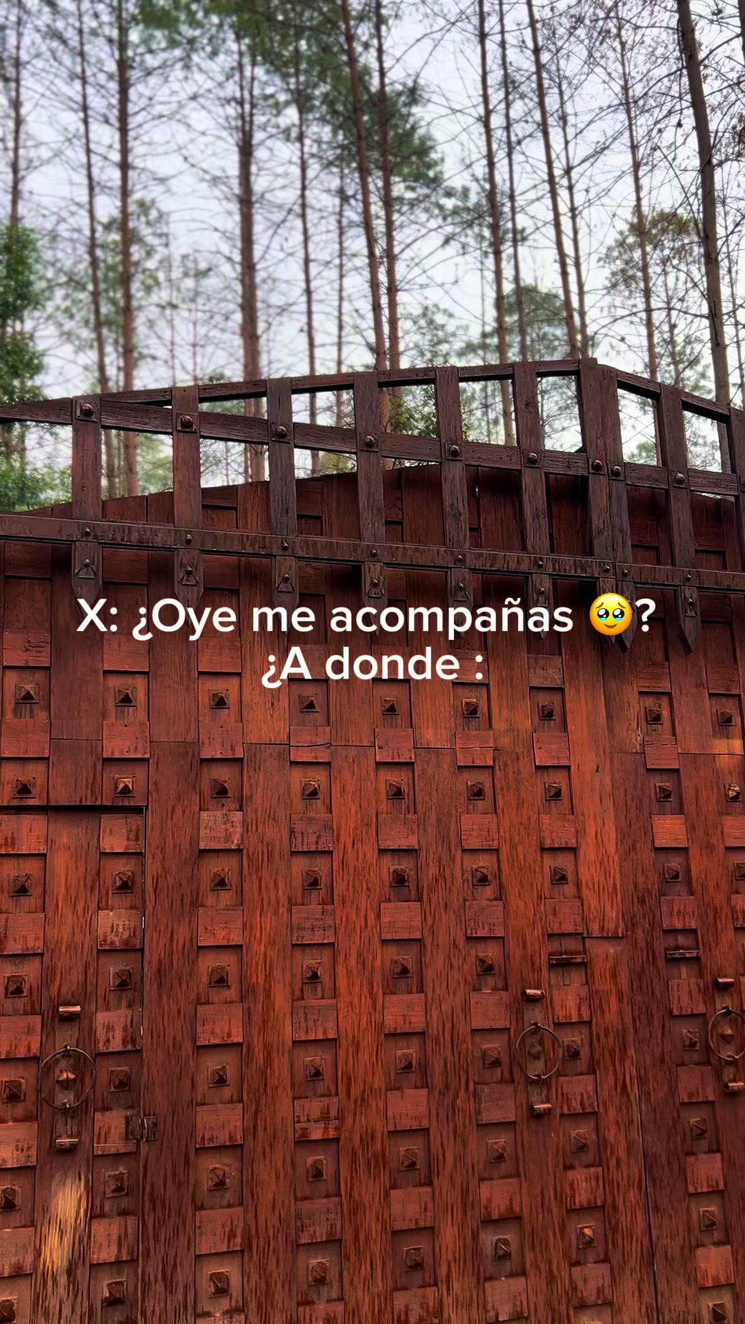 @Bosque Erase Una Vez