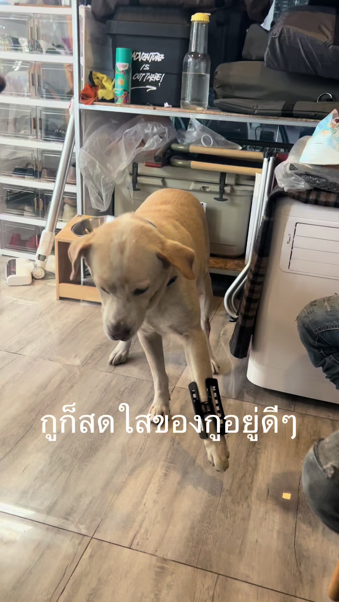 @มะลิตาฟ้าาาาา🐕🐶💫