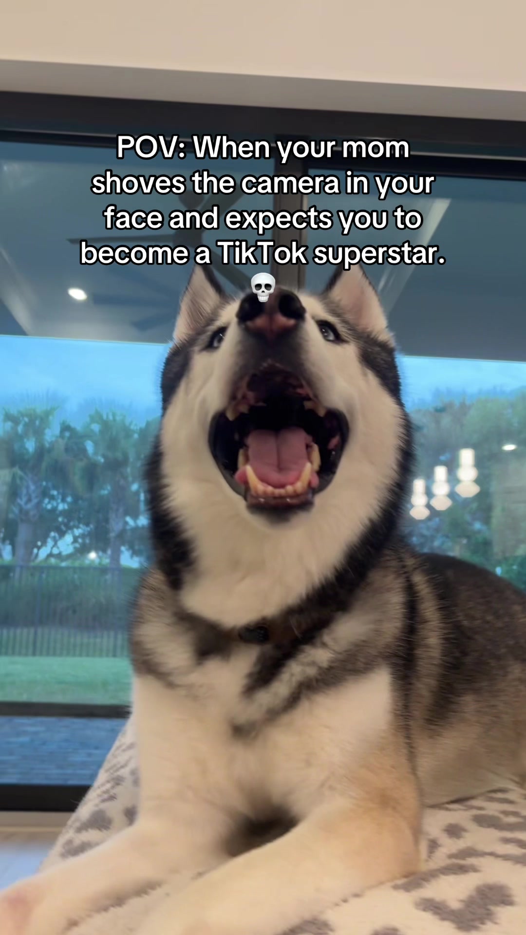 @lifewith2huskies