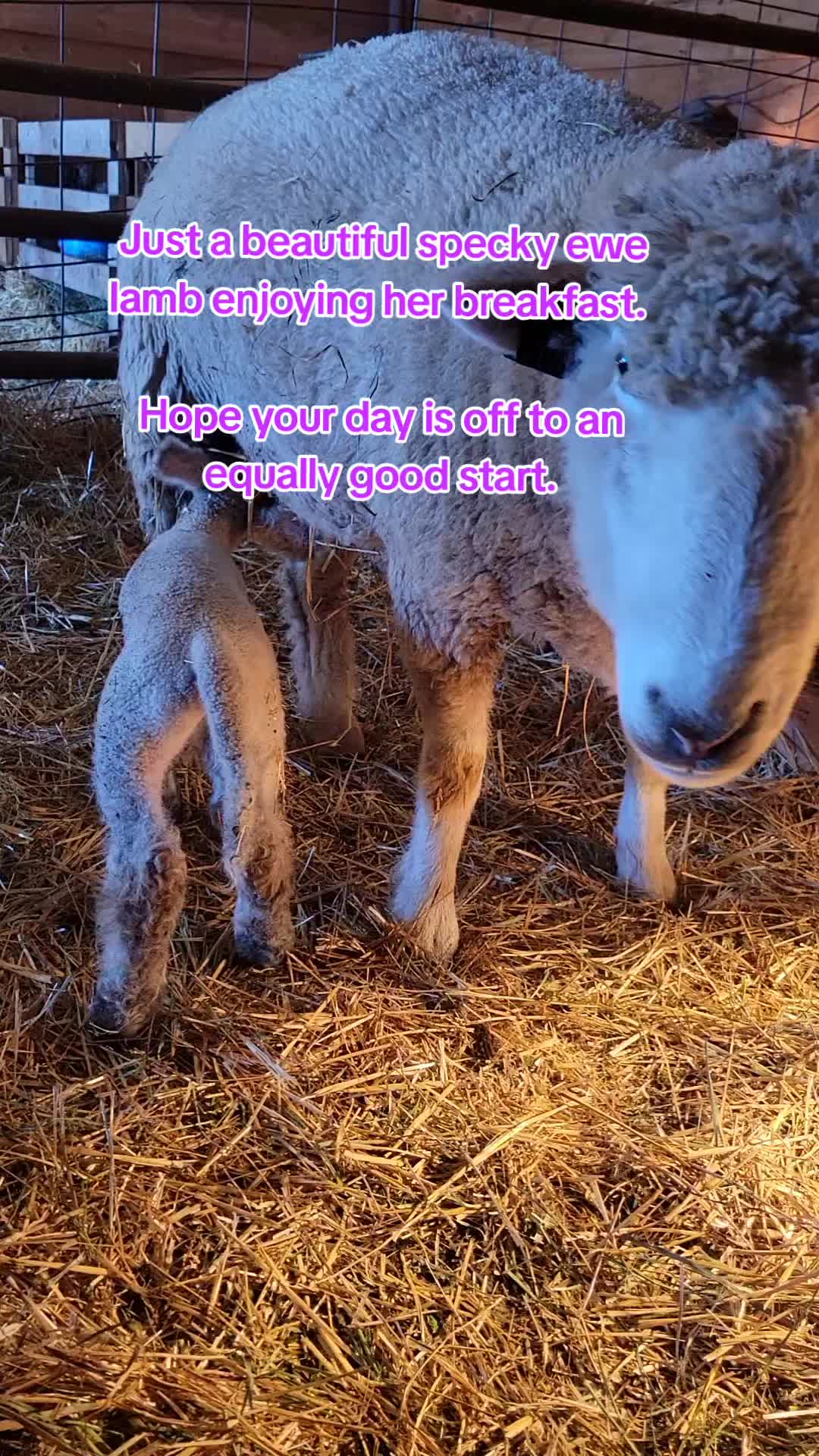 @Skinner Show Lambs