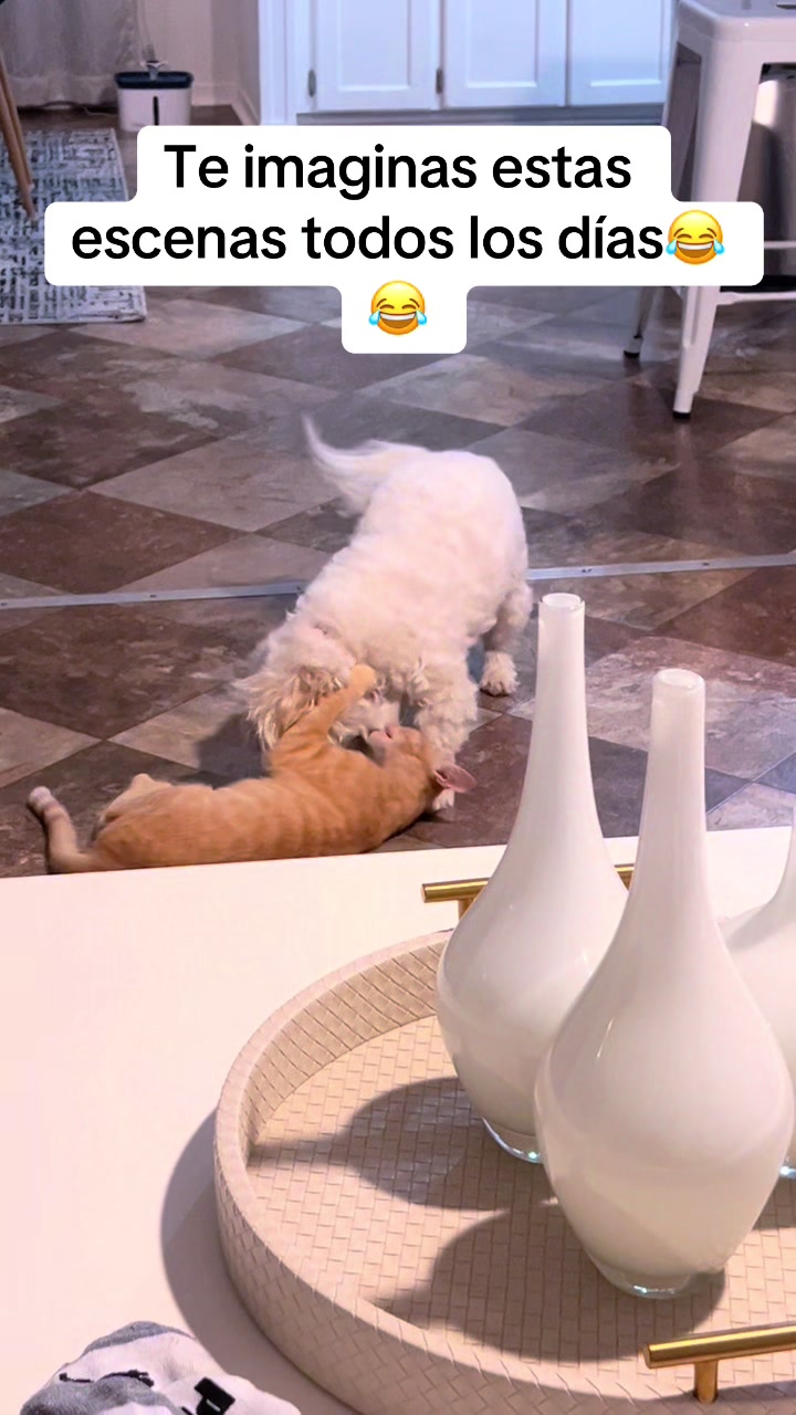 @AZUL🐶🥰