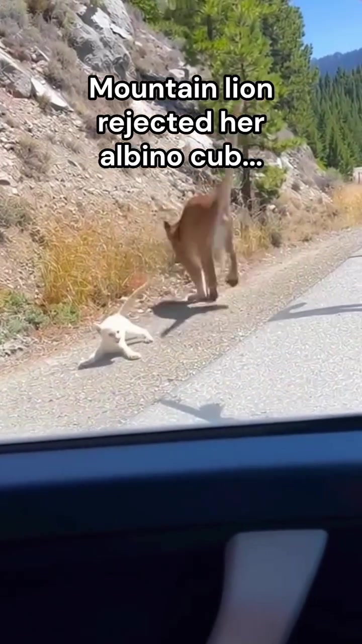 @ZebsKingdom