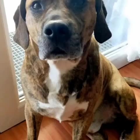 @Breton Staffie