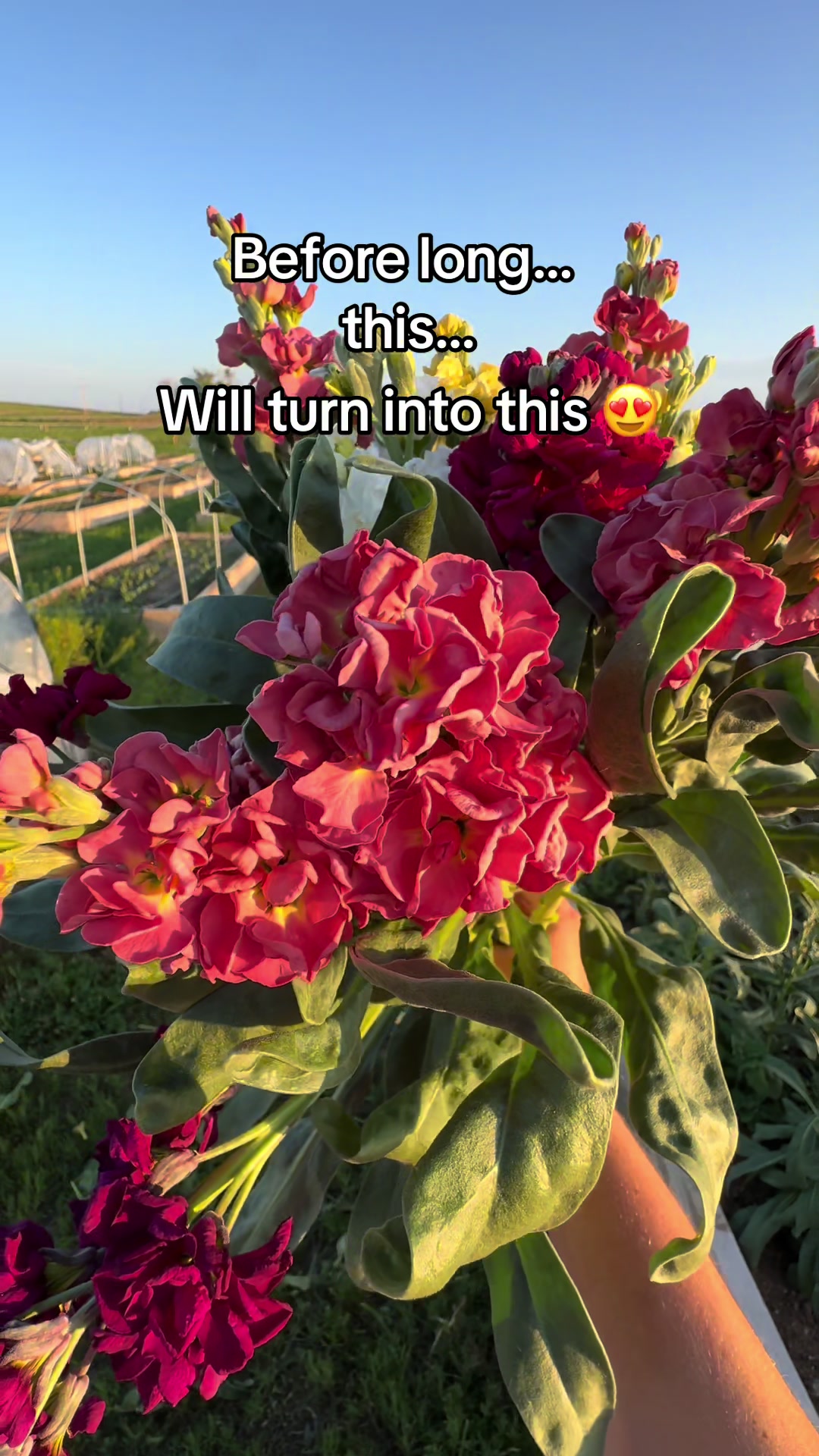 @Sandy Acres Farm