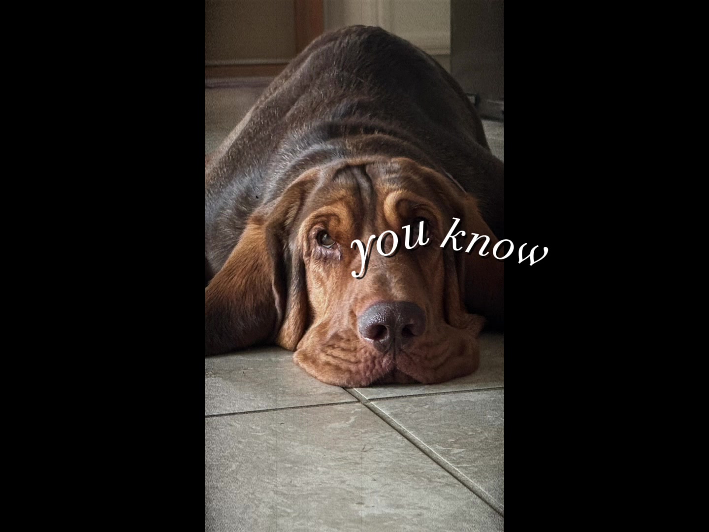 @earl_the_drooling_dog
