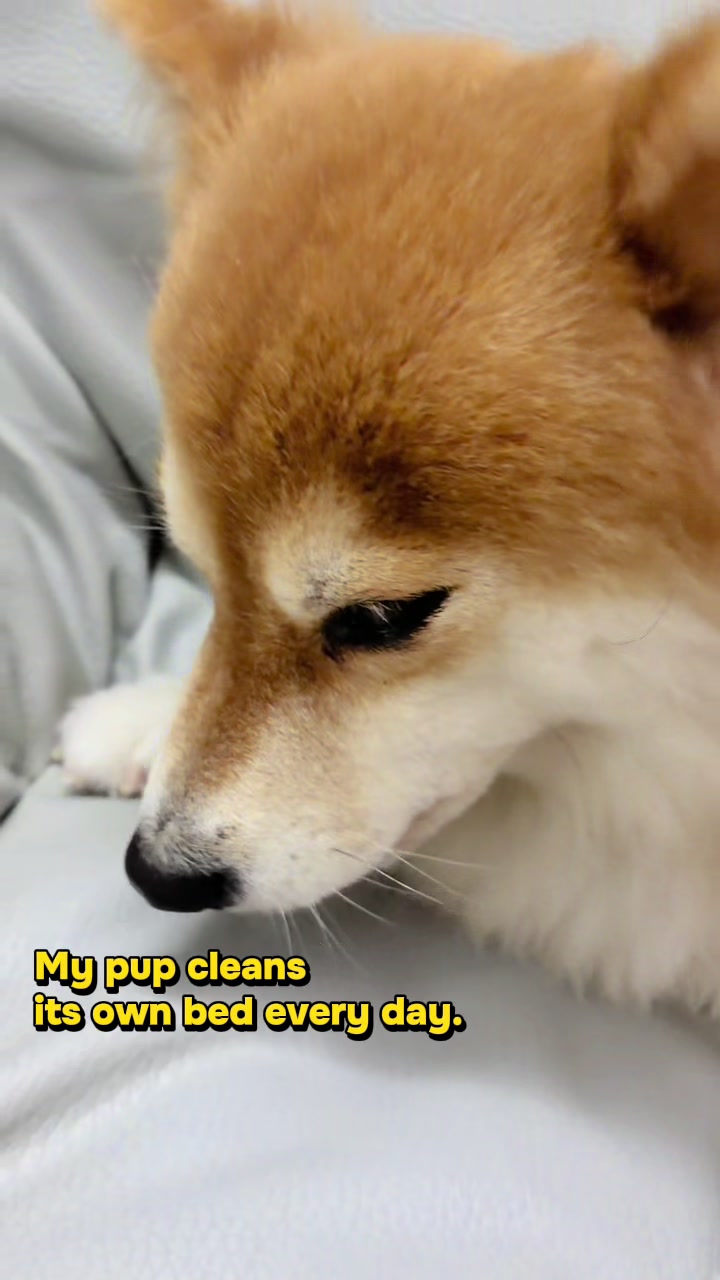 @Laifu