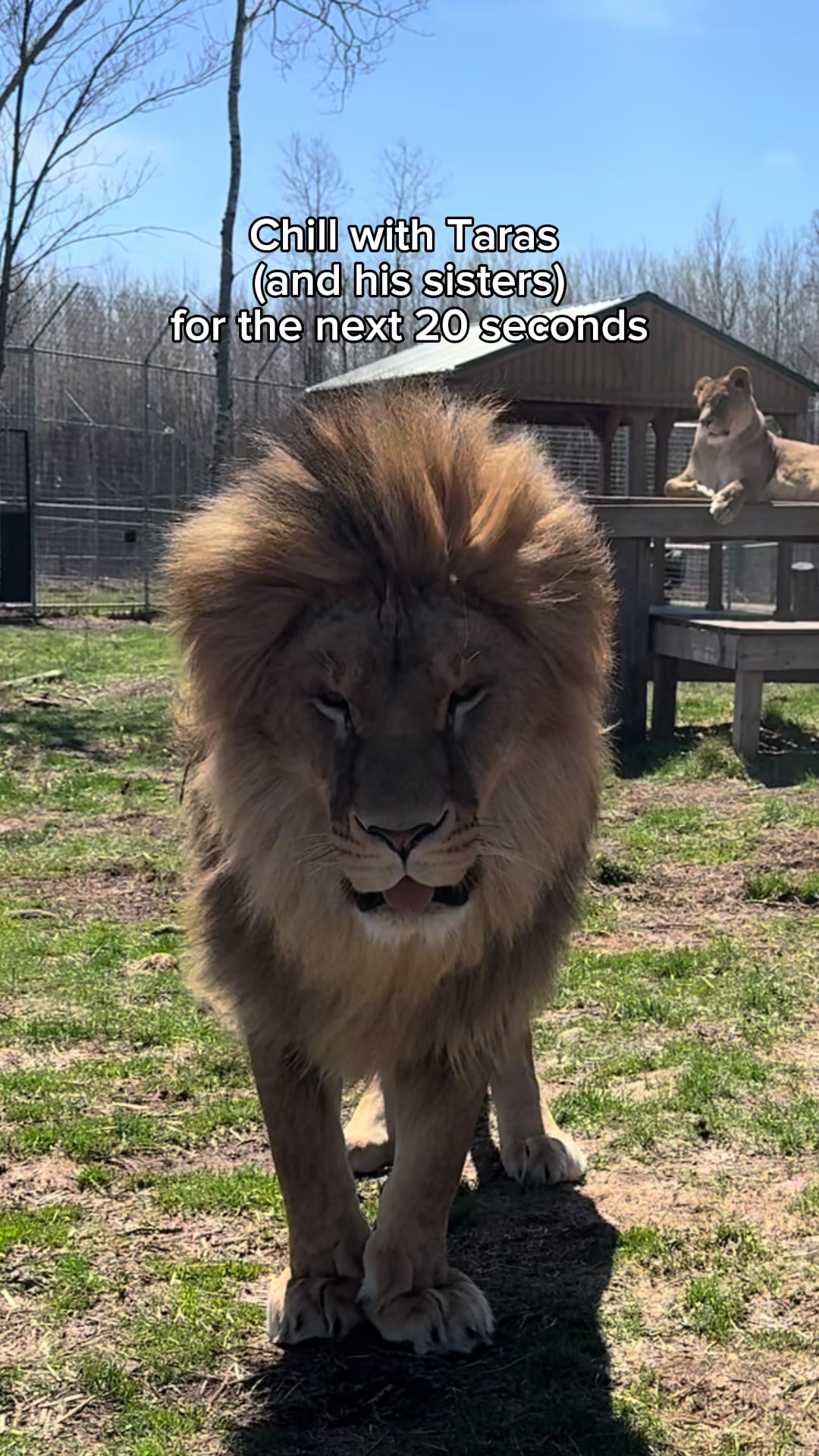 @The Wildcat Sanctuary