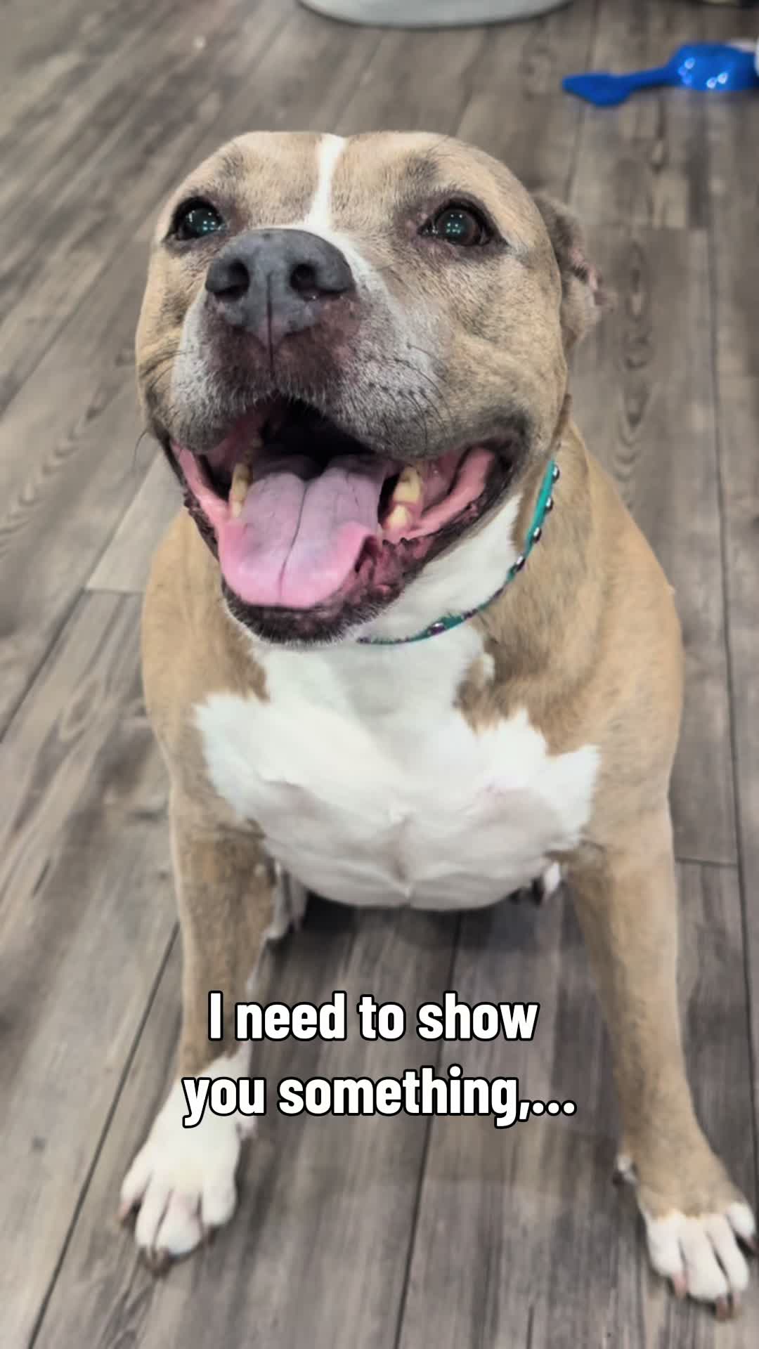 @Indie.pittie