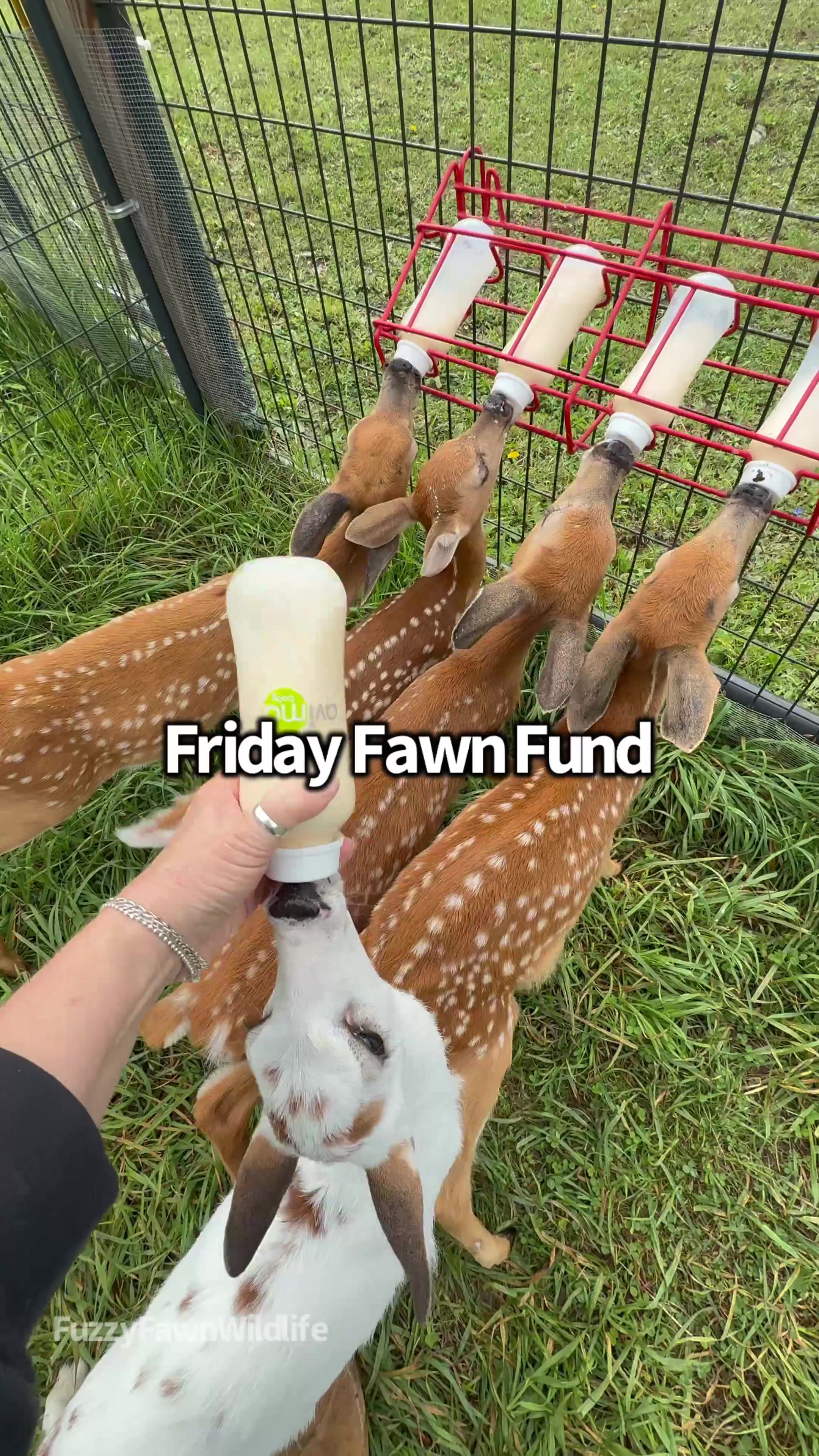 @Fuzzy Fawn Wildlife