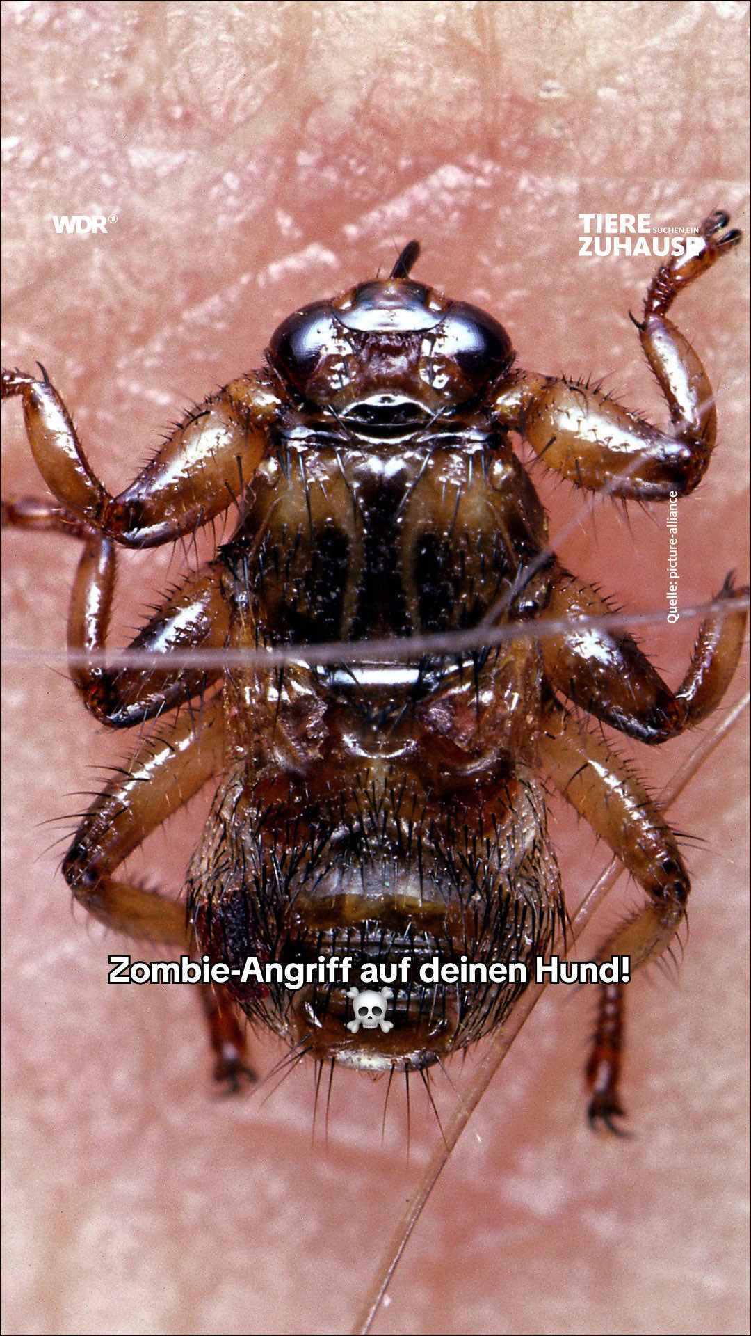 @Tiere suchen ein Zuhause