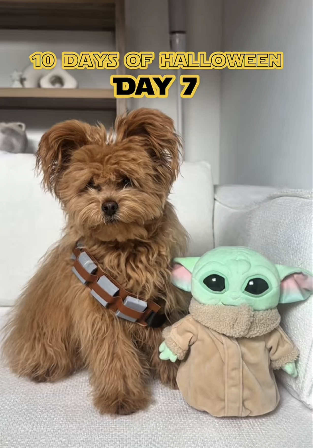 @Honey The Pomapoo 🧸