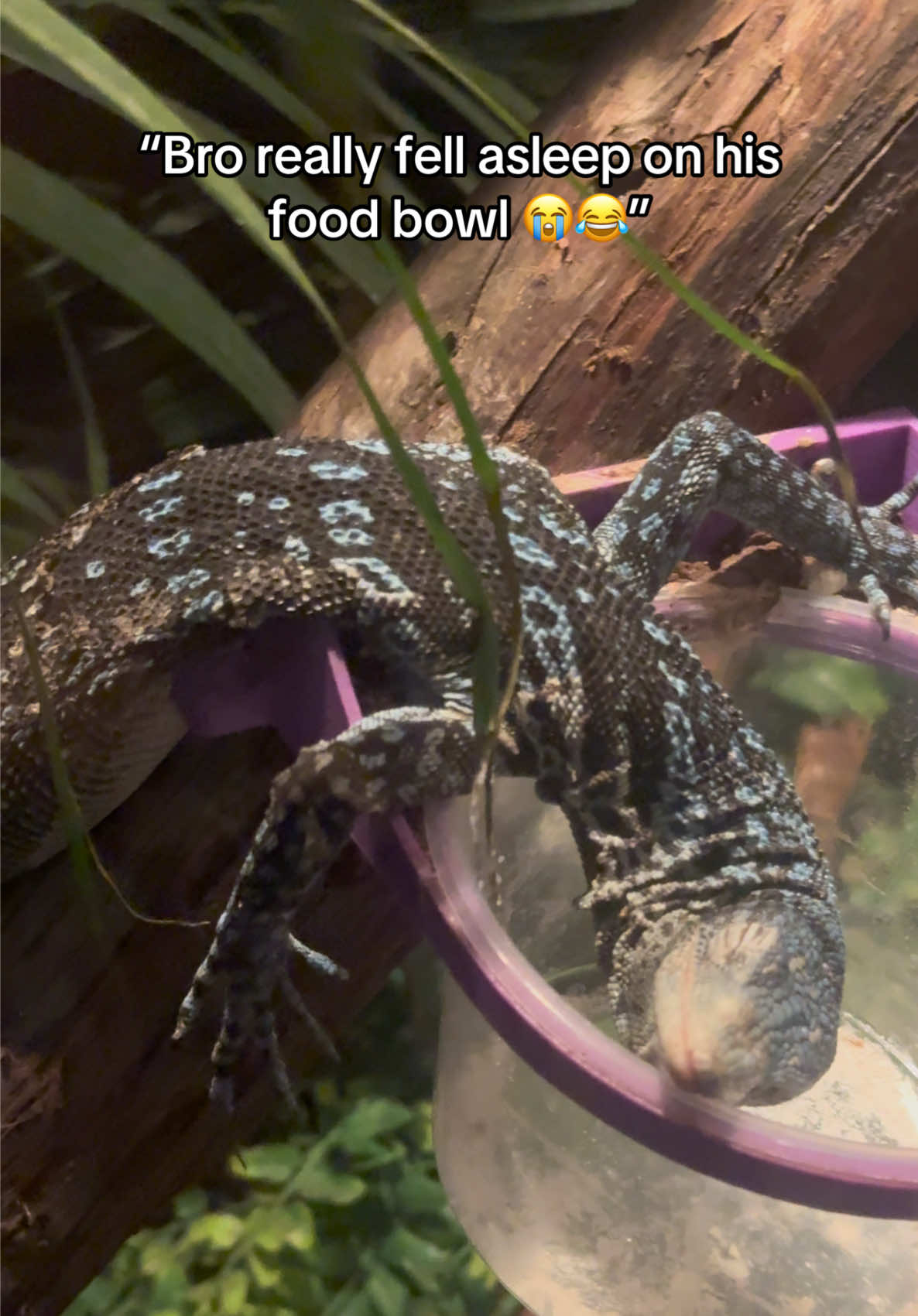 @Bionic Benny