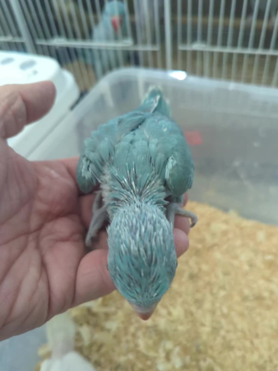 @Daybird Aviaries