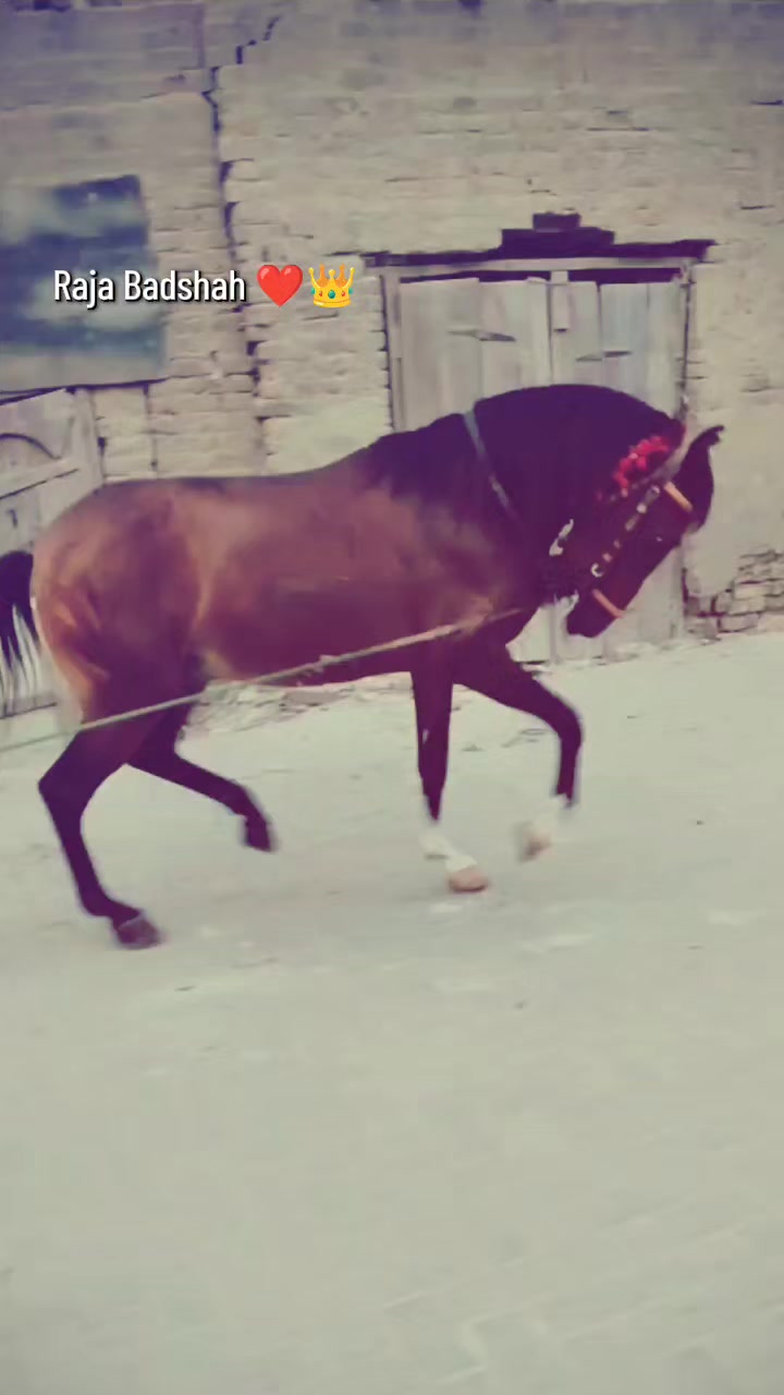 @سَاحِل عَلی⚜️