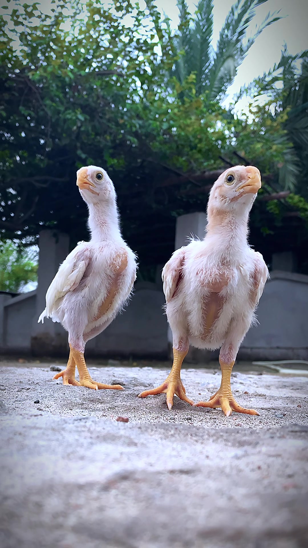 @Birds_Goat