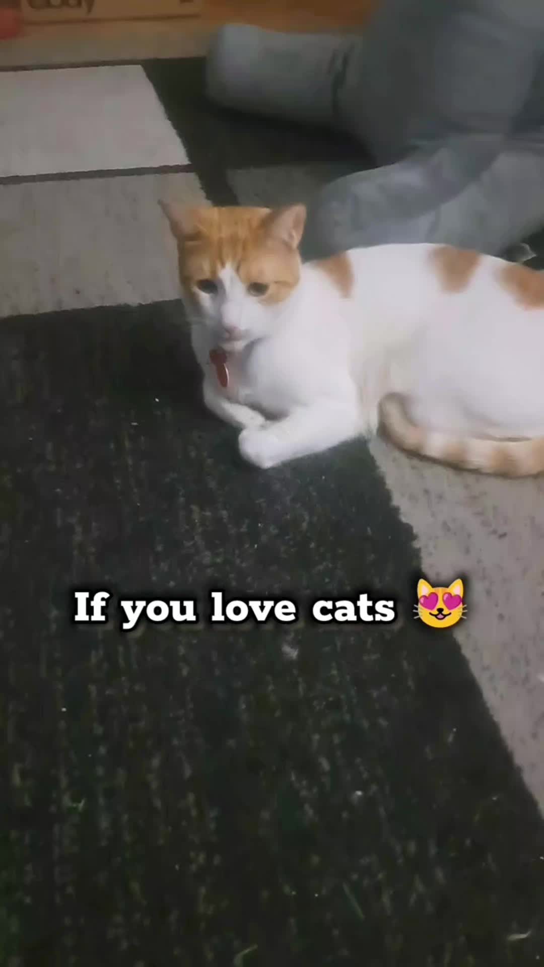 @Candice & Weasley