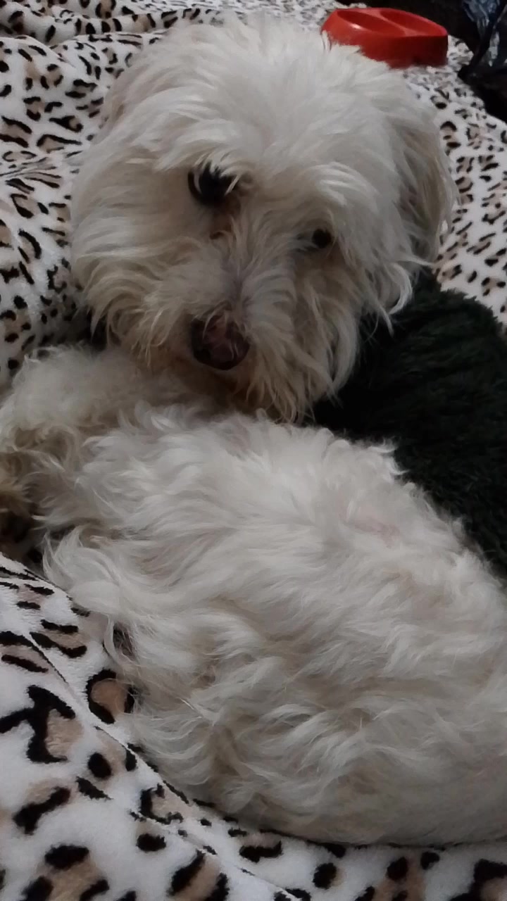 @Sr. Tomás 💙🐶💚
