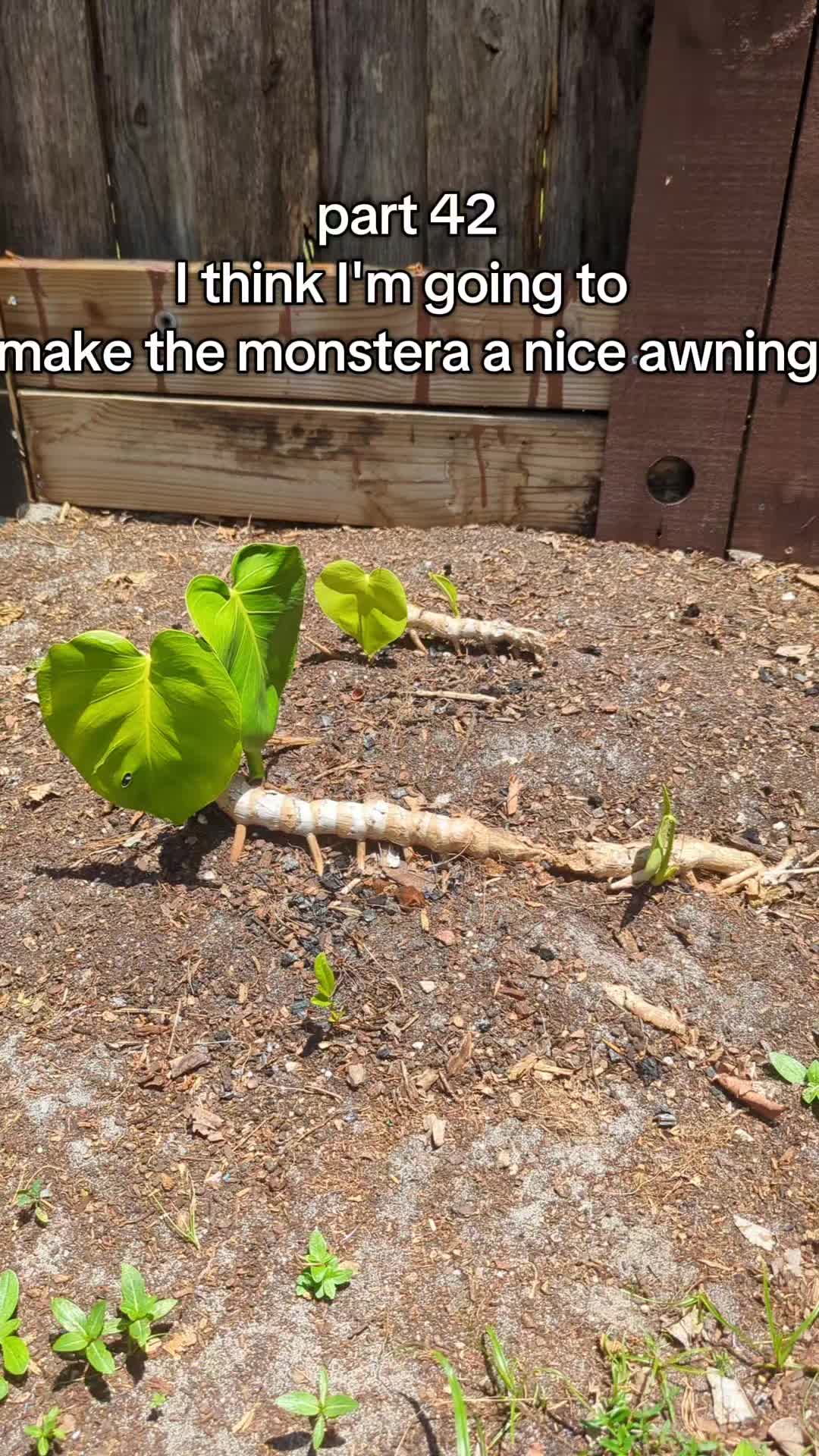 @Monstera Man