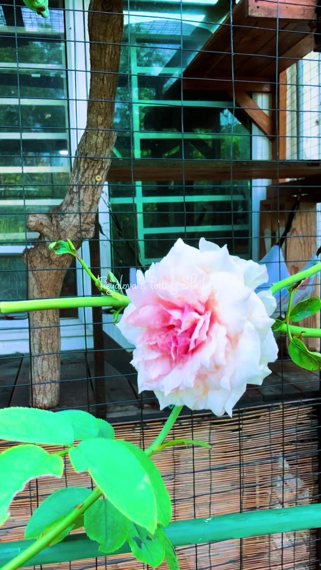 @Tieyalova’s Potting Shed