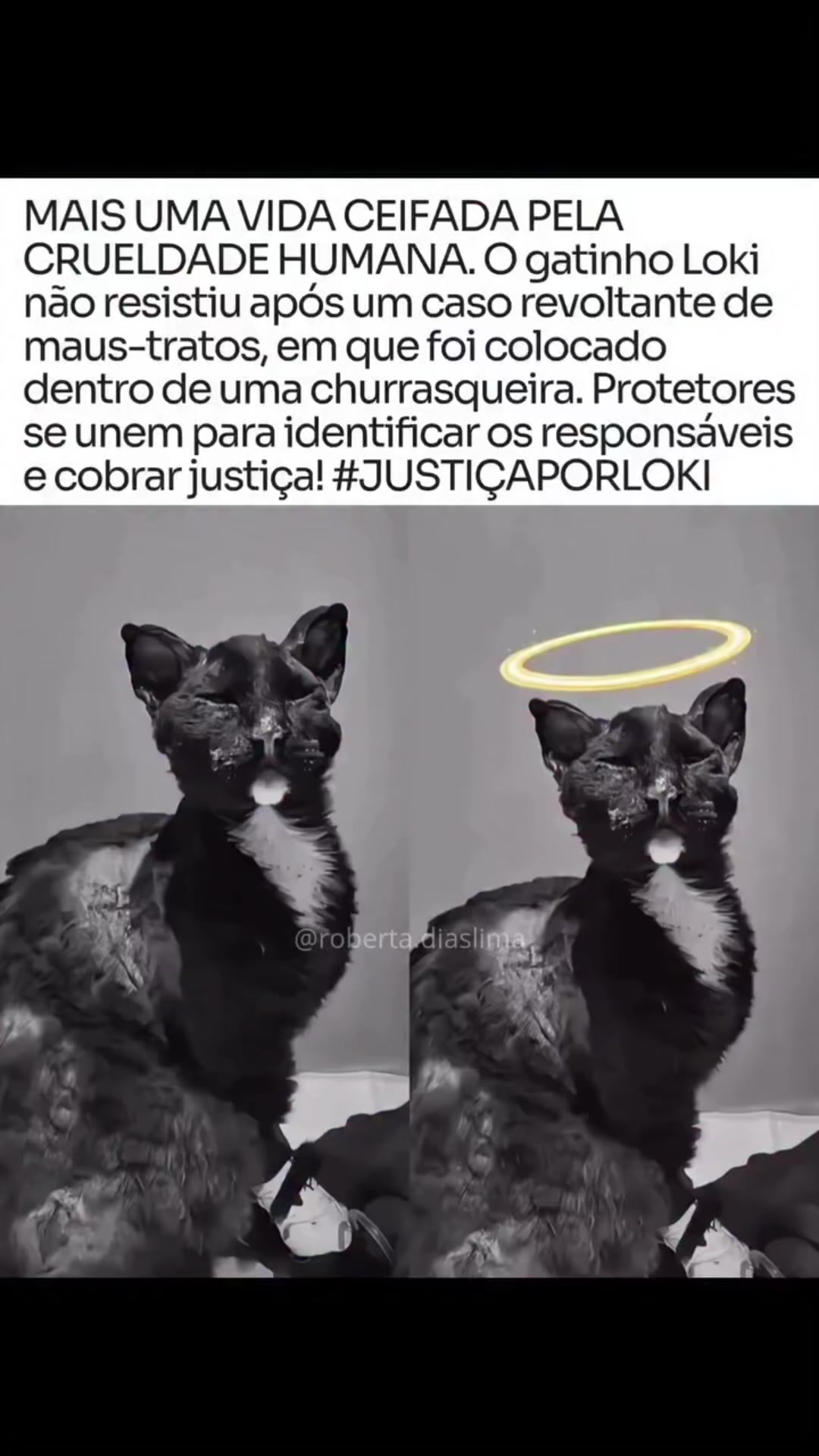 @Resist&ecirc;ncia Felina 🇧🇷