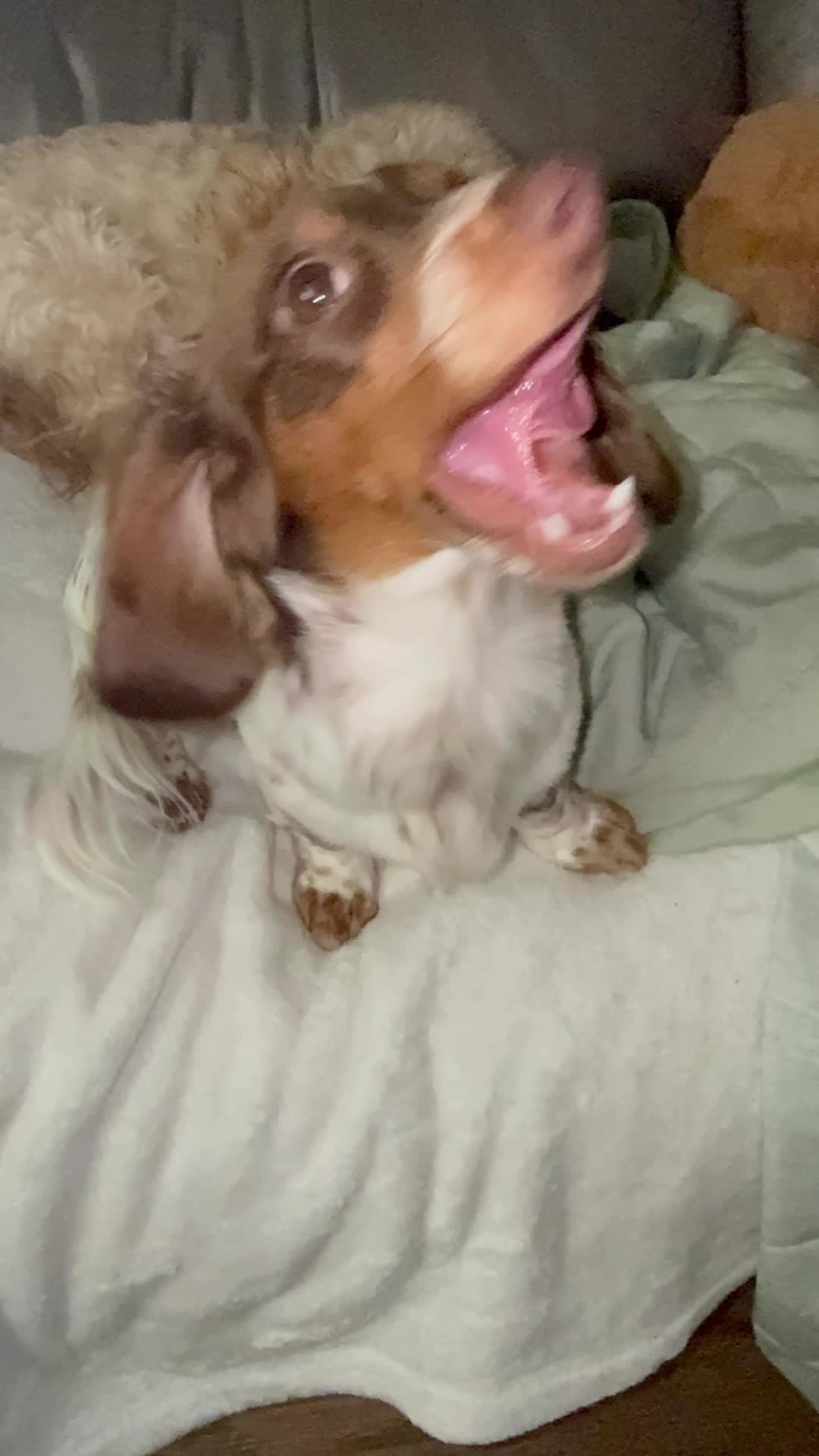 @Remi&rsquo;s Waggy Tales