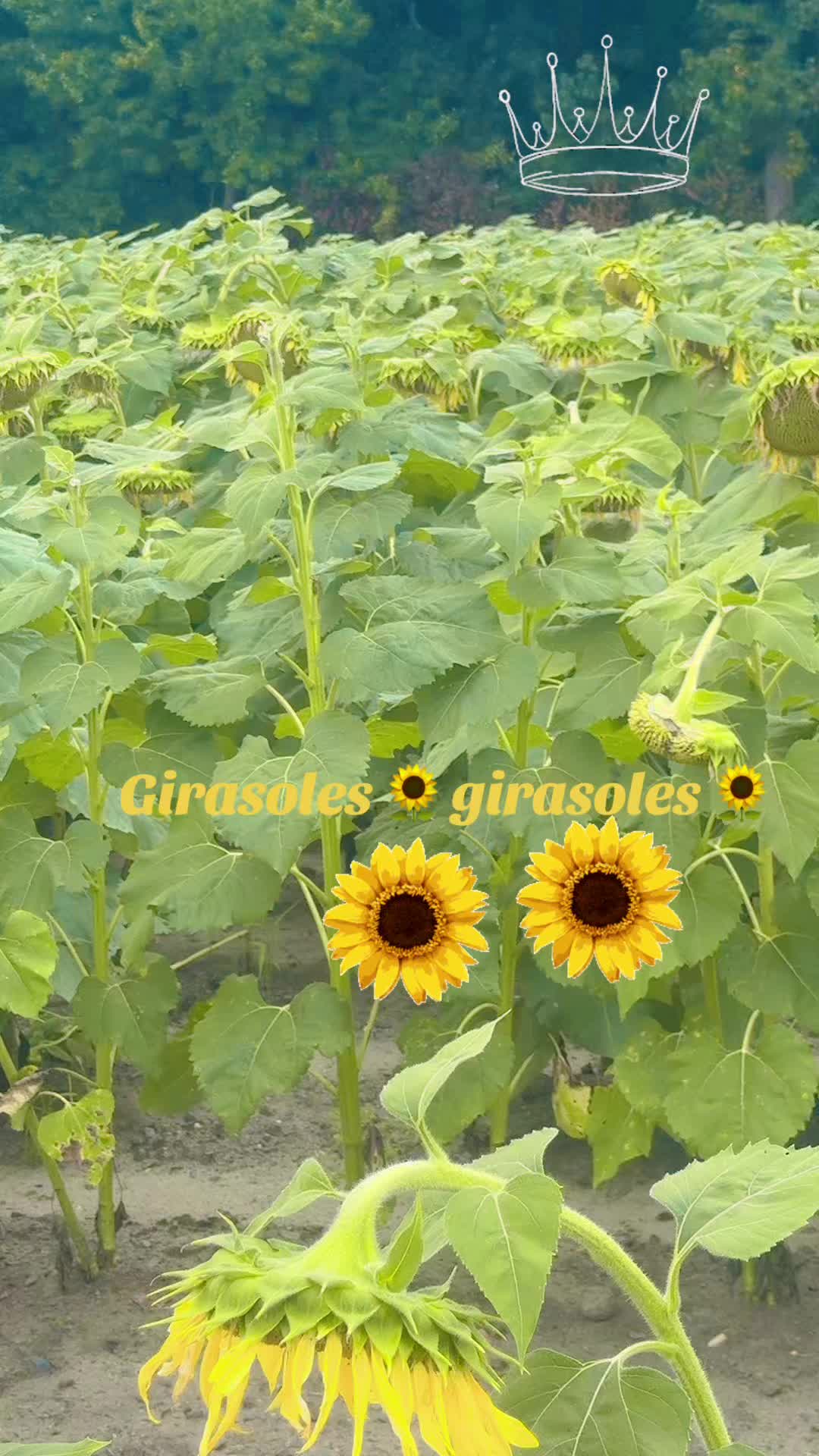 @👑 🐇🌶️🌳🇲🇽F1N@🥰🧸🩴