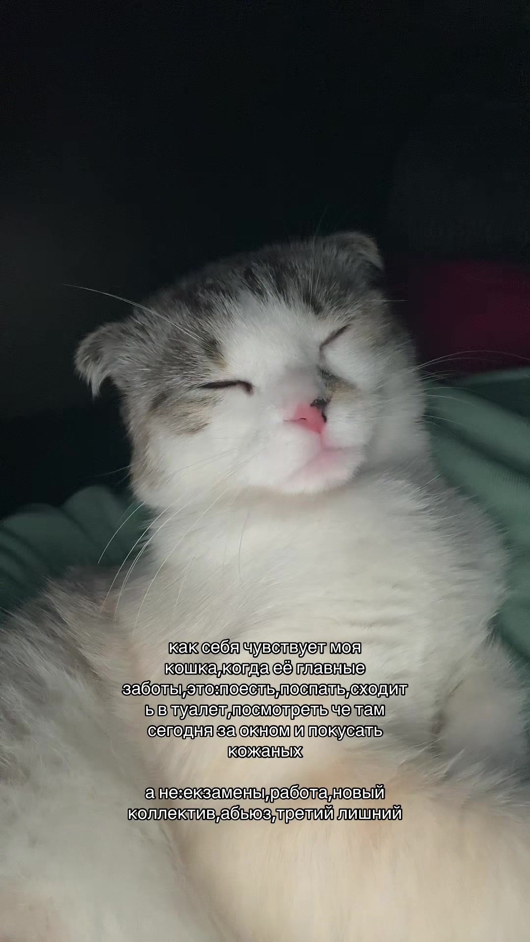 @meow_mia