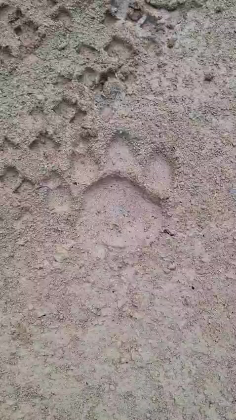 @Ca&ccedil;ador raiz